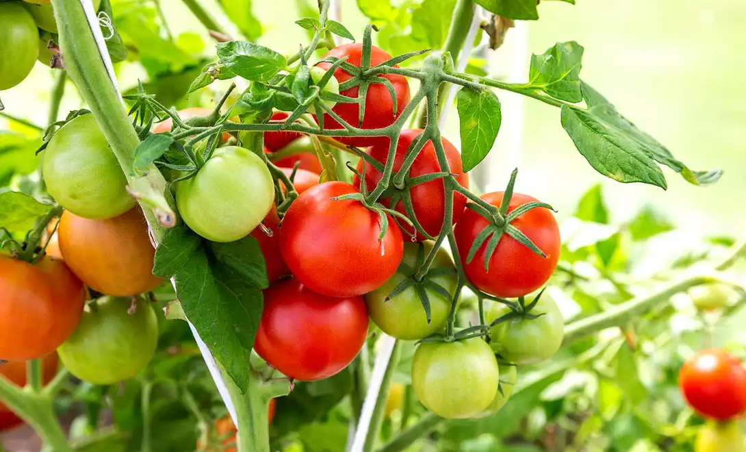 Best Foliar Fertilizer for Tomatoes to Boost Fruit Set and Size